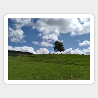 Grazing sheep in a field near Stirling, Scotland, UK Sticker